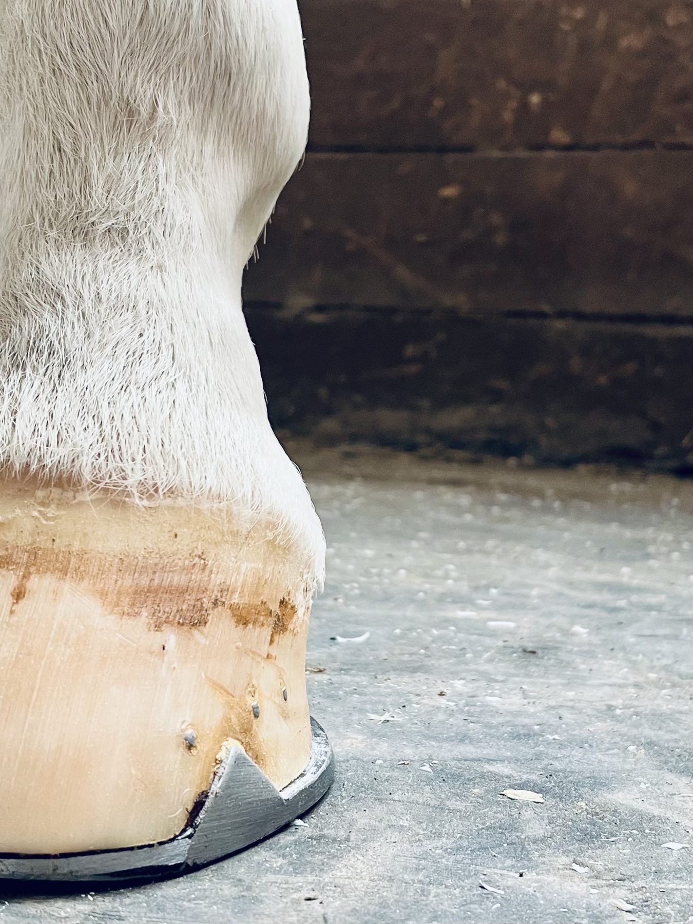 Pied de cheval équilibré après intervention
